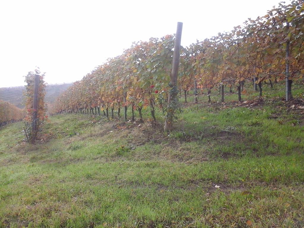 Вилла Agriturismo Il Ciabot Бароло Экстерьер фото